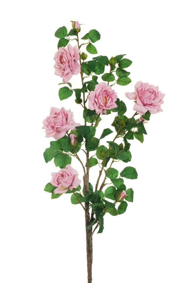 Feuillazur Rungis Rose de jardin sur tige saumon 103 cm