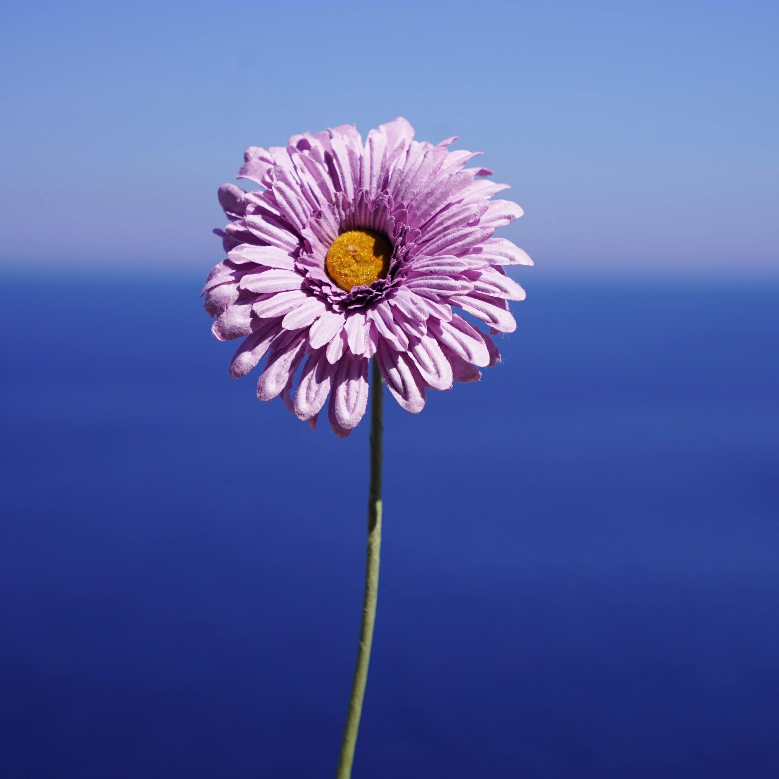 Flowrette Fleurs en papier Gerbera mauve fleur en papier x1 tige