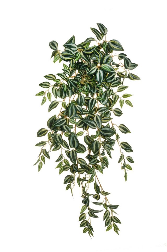 Feuillazur Rungis Miseria 70cm feuillage violet