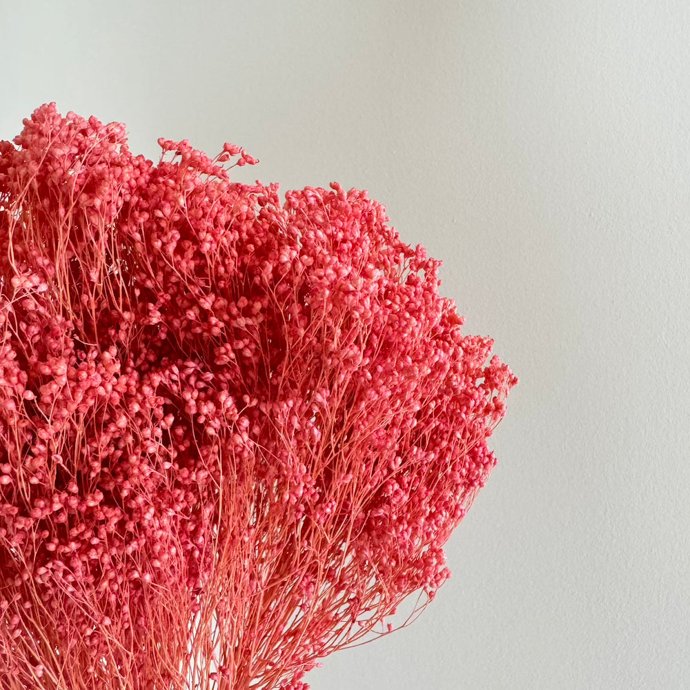 Flowrette botte Broom bloom vieux rose séchée x1