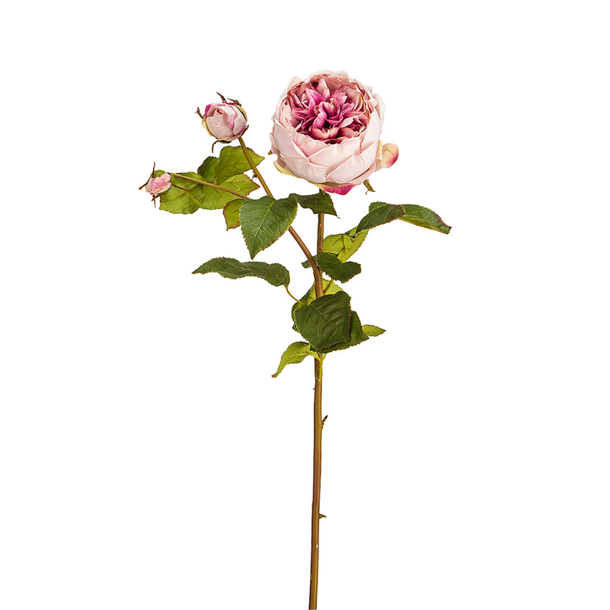 Sia Home Rose David fermée tige artificielle rose pâle 80 cm
