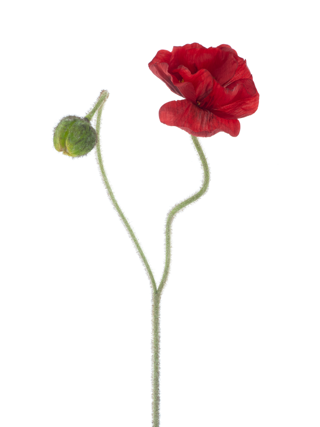 Feuillazur Rungis Coquelicot branche artificielle rouge 81cm
