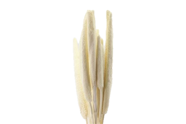 Feuillazur Rungis Babala fleur séchée naturel 70cm