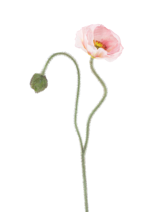 Feuillazur Rungis Coquelicot branche artificielle rouge 81cm