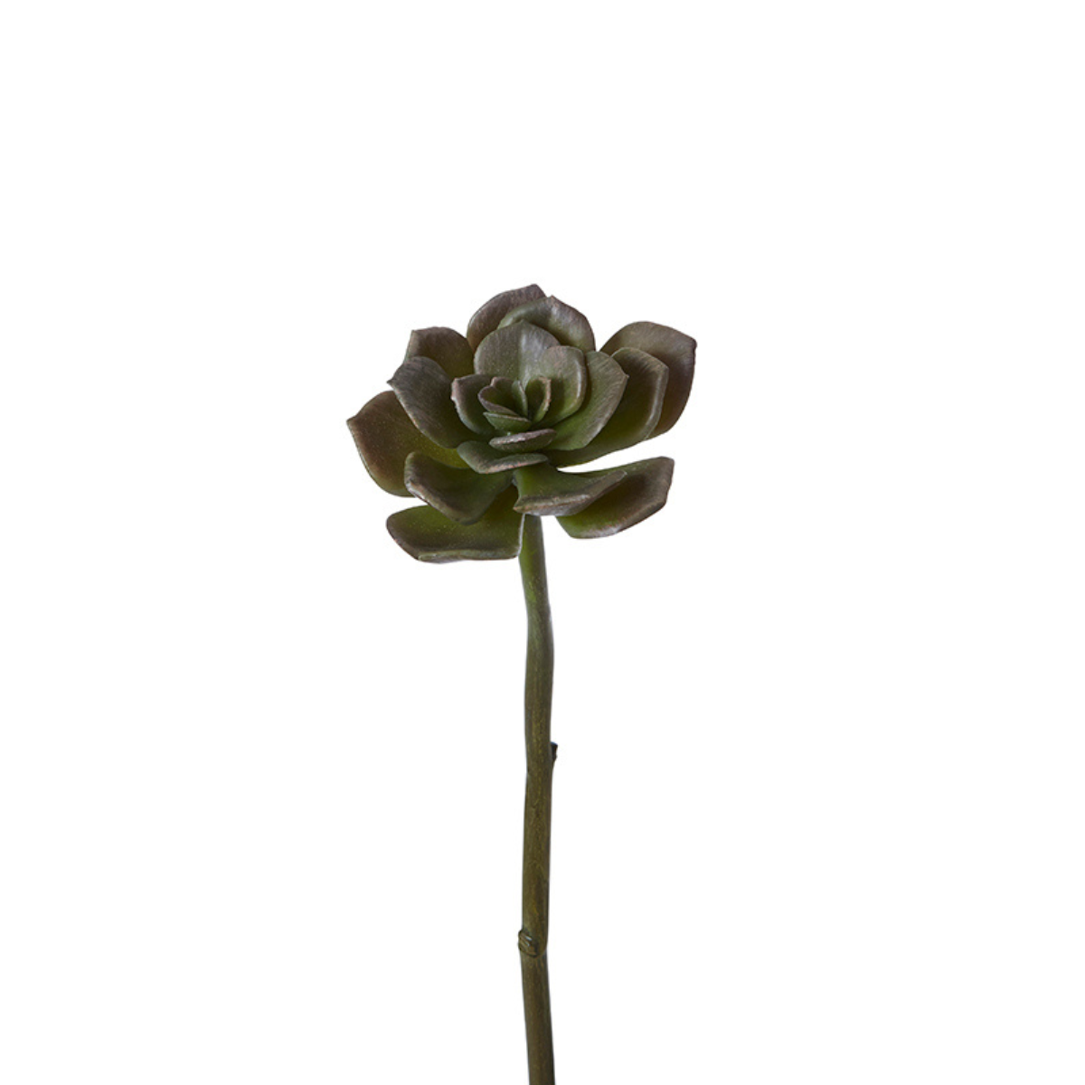 Sia Home Feuillage succulente tige 30 cm vert clair