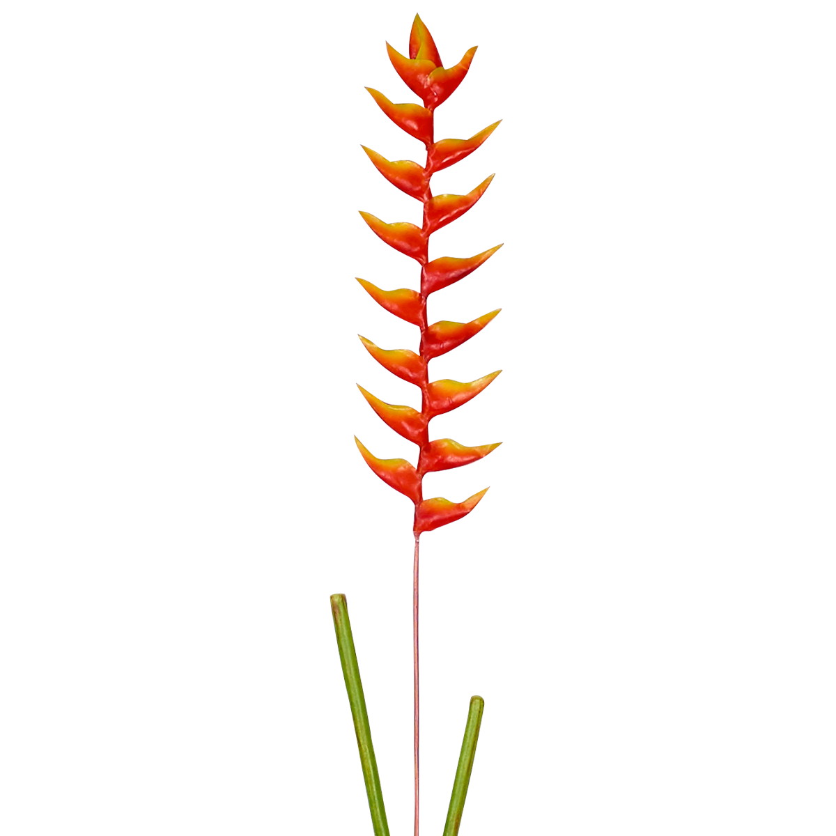 Sia Home Heliconia Rostrata tige 94 cm orange