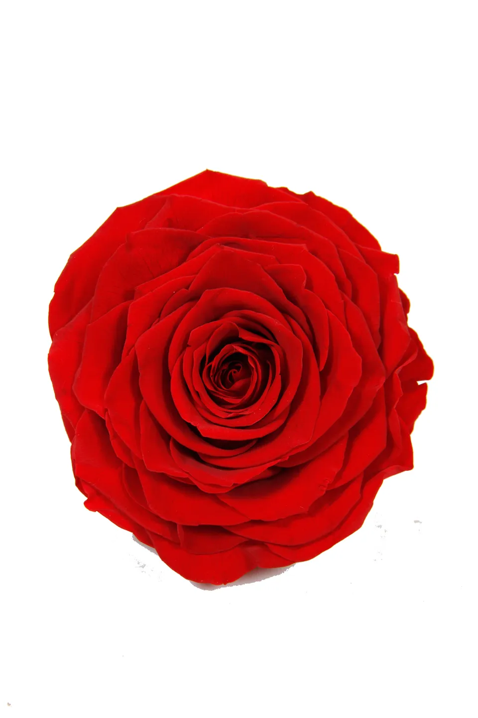 Feuillazur Rungis Rose stabilisée XL fleur rouge 10cm