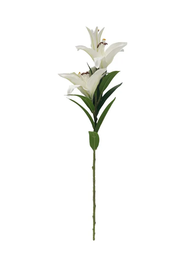 Côte Noire Perfumed Flowers LOL01 tige de lys 90 cm blanc