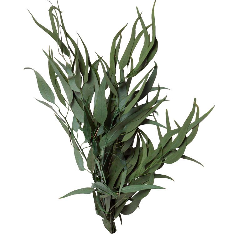 Feuillazur Eucalyptus Pendula stabilisé vert 80 cm