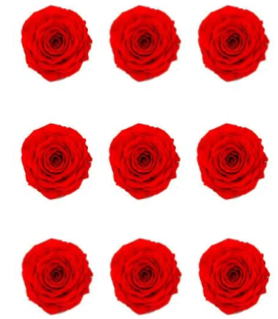 Feuillazur Rungis Rose stabilisée x9 rouge 4cm sans entretien