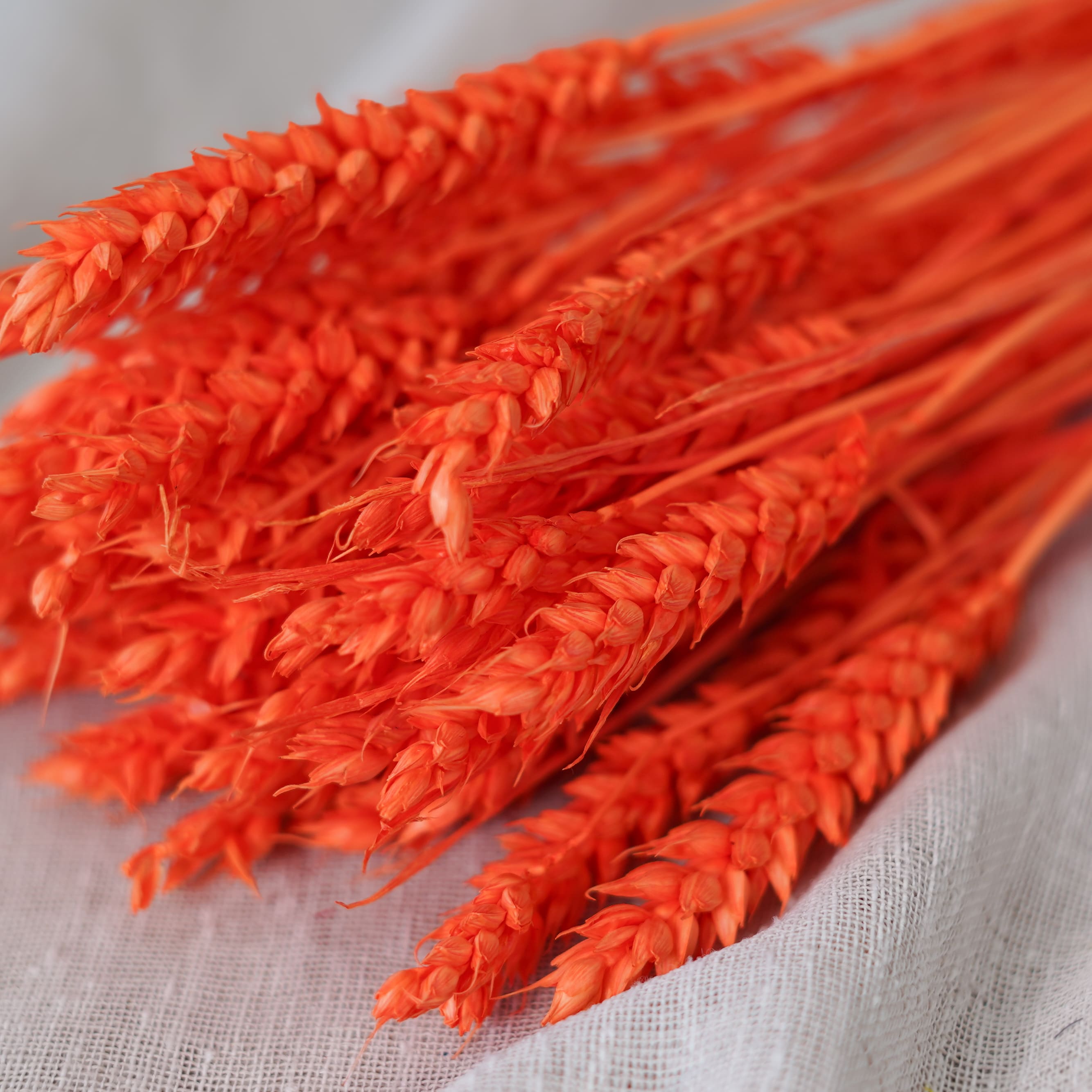 Flowrette blé fleurs séchées orange intense botte