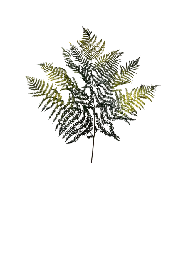 Feuillazur Bracken Fern fougère stabilisée vert et jaune