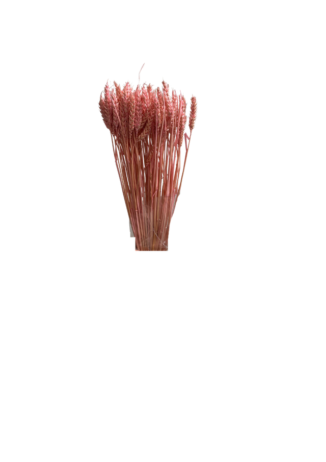 Feuillazur Rungis Séchés et Stabilisés Blé fleur séchée naturel 60cm