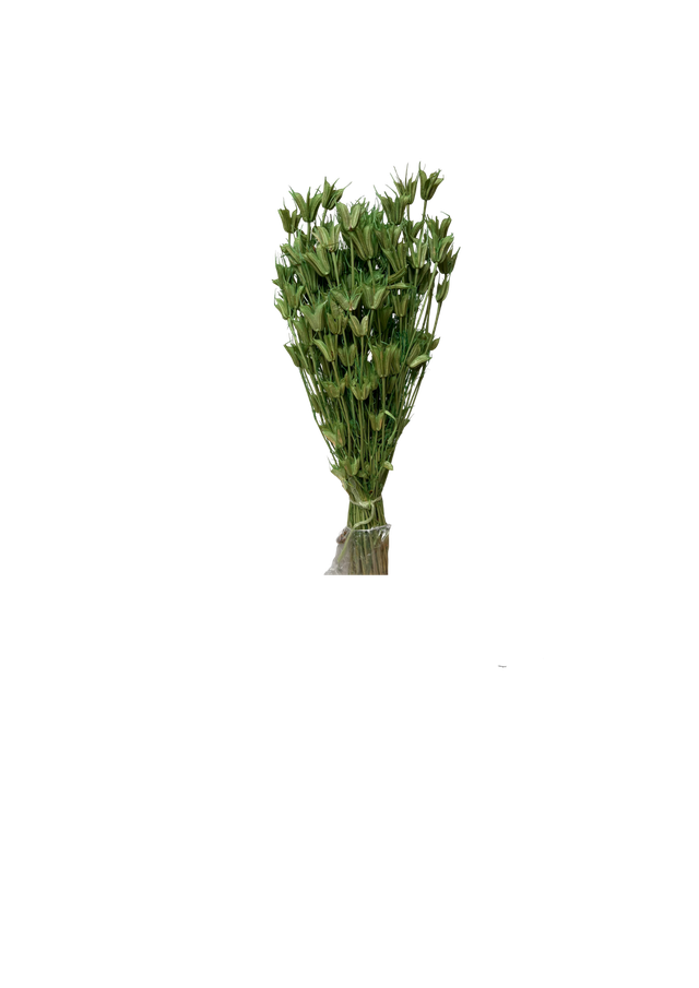 Feuillazur Nigella Orientalis fleur séchée vert 60 cm