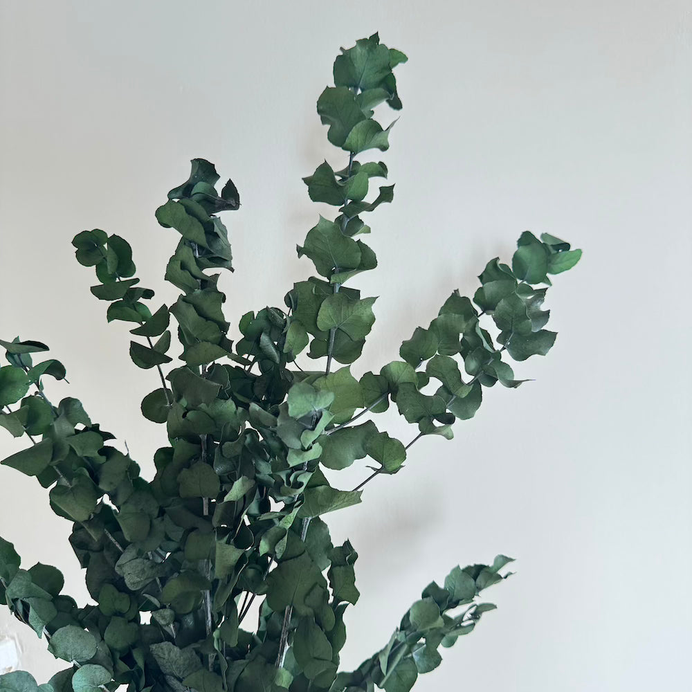 Flowrette Eucalyptus Stuartiana Vert Botte Fleurs Séchées x1