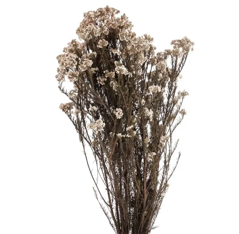 Feuillazur Rungis Helichrysum fleur séchée blanc 50cm