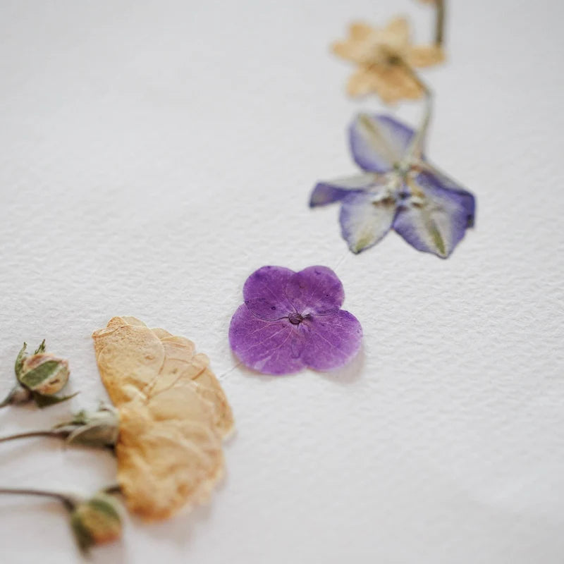 Flowrette Ronde Printanière A4 herbier fleurs pressées