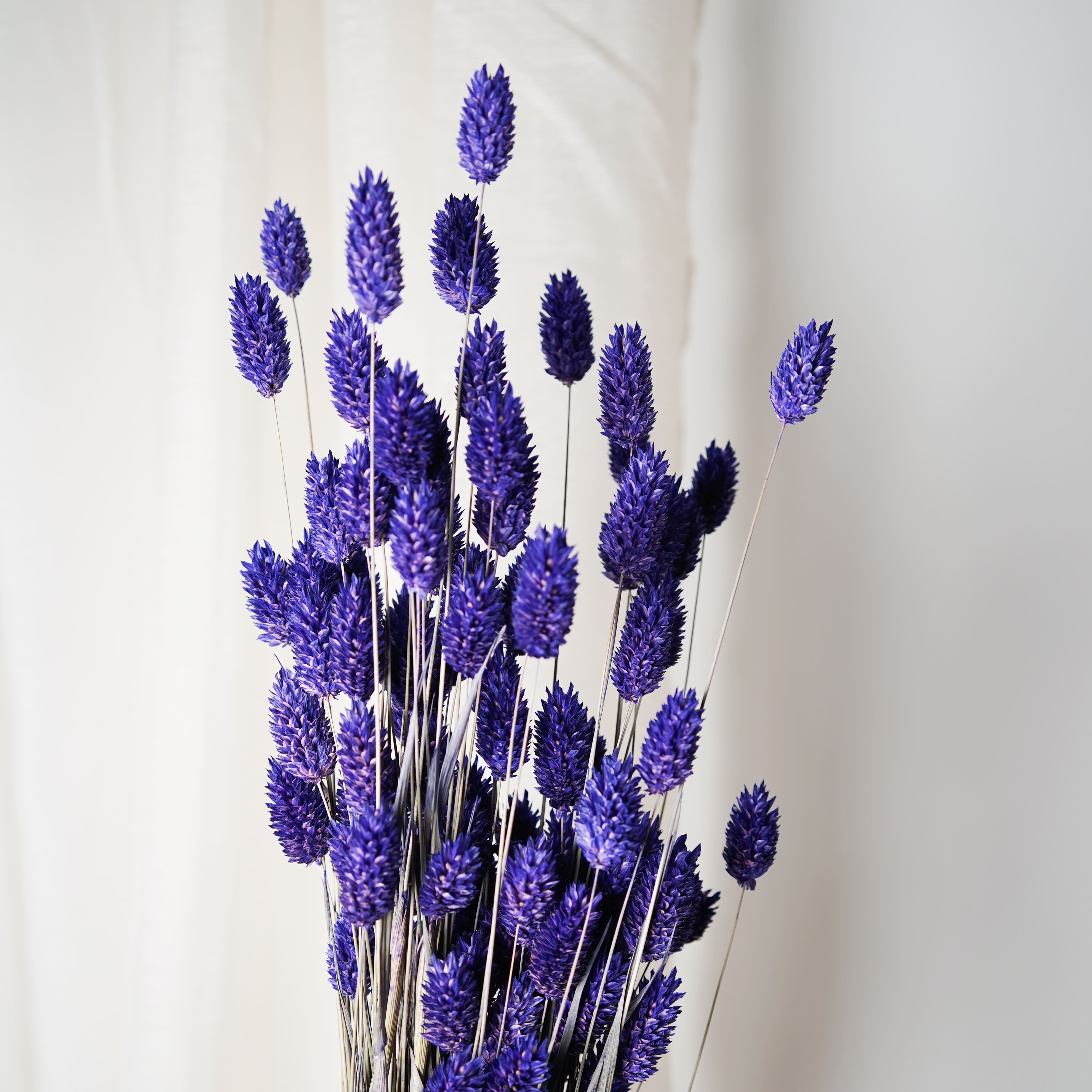 Flowrette Phalaris botte fleurs séchées violet x1 champêtre