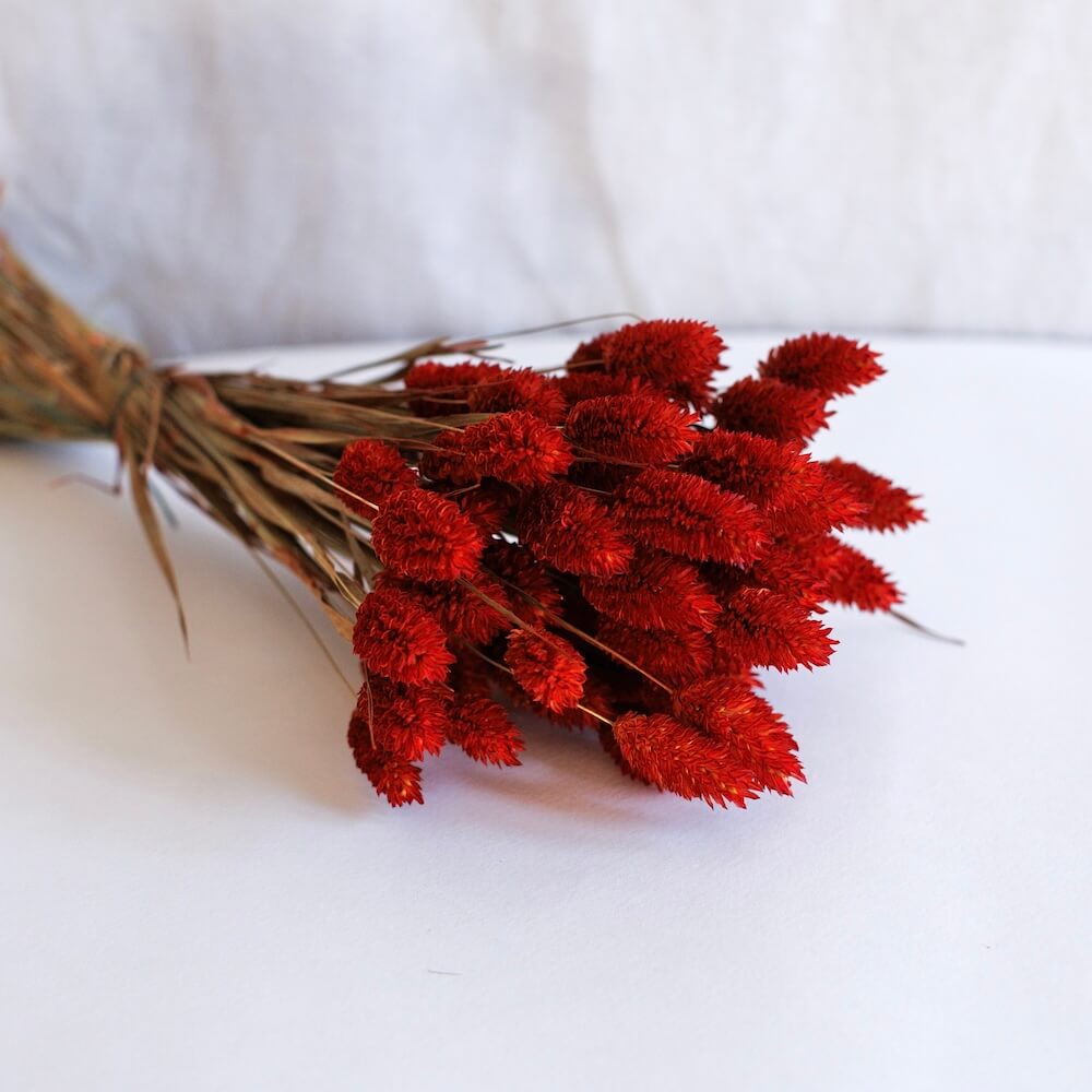 Flowrette botte phalaris rouge fleurs séchées déco x1