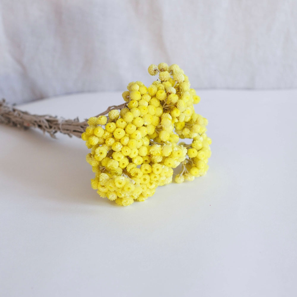 Flowrette botte immortelle jaune x1 fleur séchée