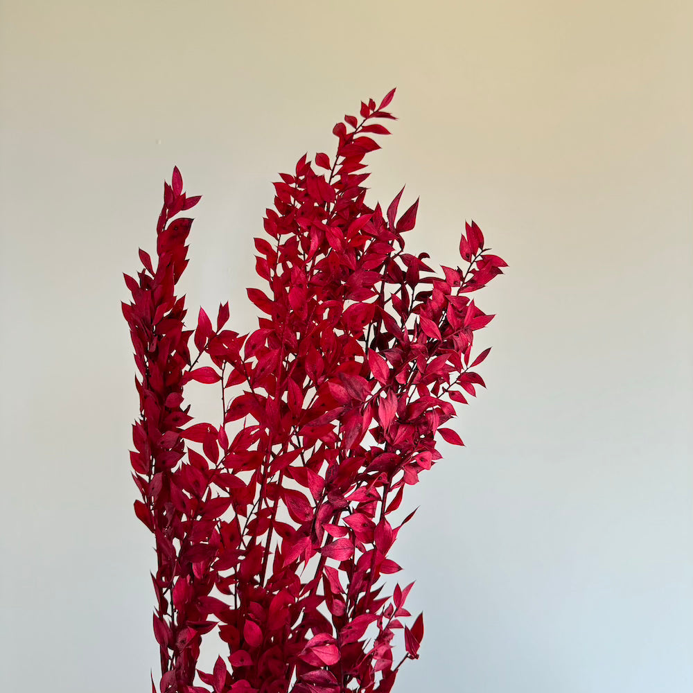 Flowrette Ruscus rouge botte séchée x1