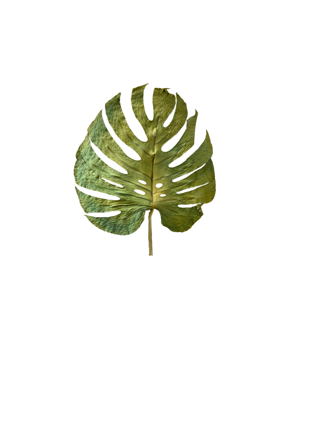 Feuillazur Rungis Monstera stabilisé feuille vert grand format