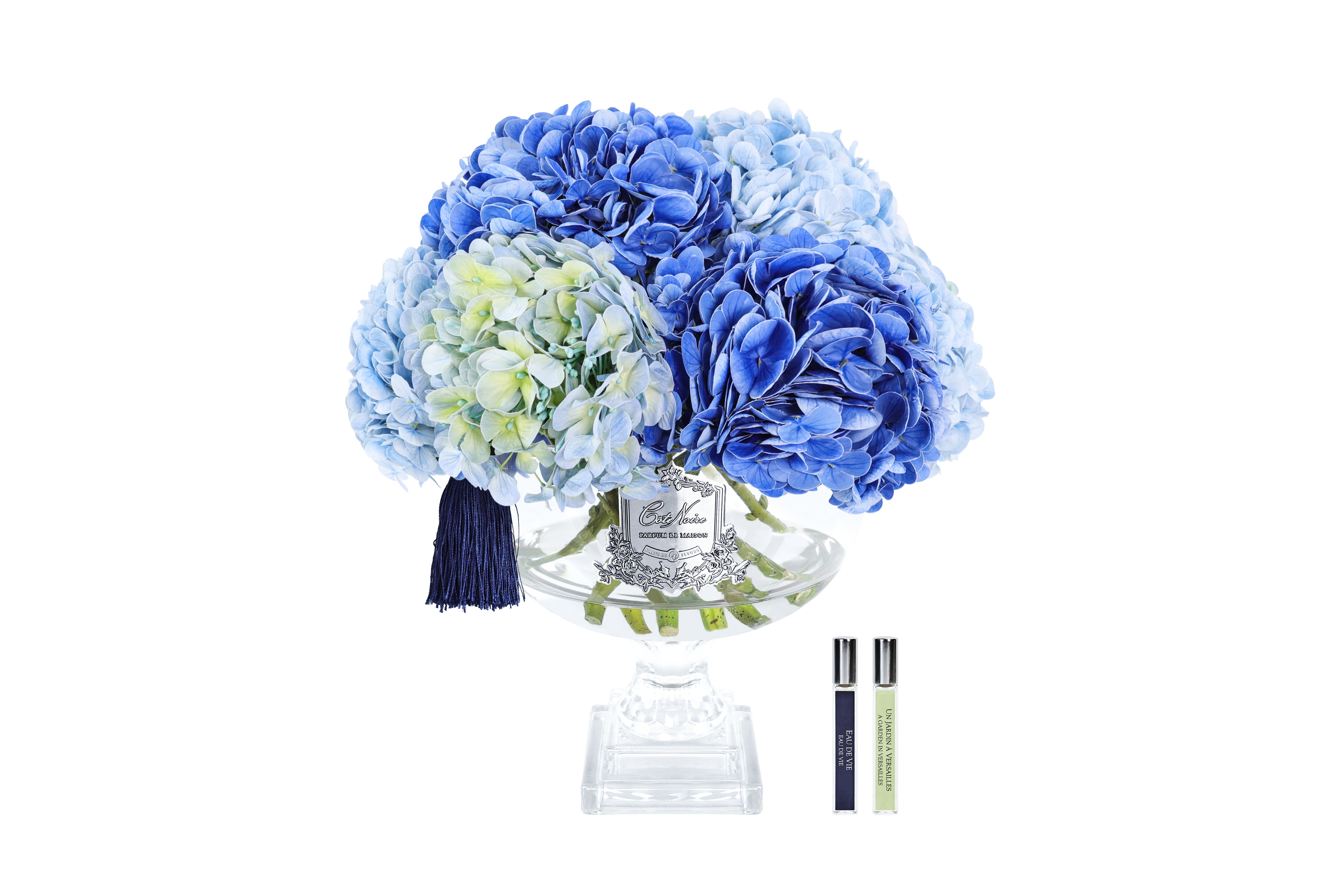 Côte Noire Hydrangeas PHB03L hortensia bleu mixte grand