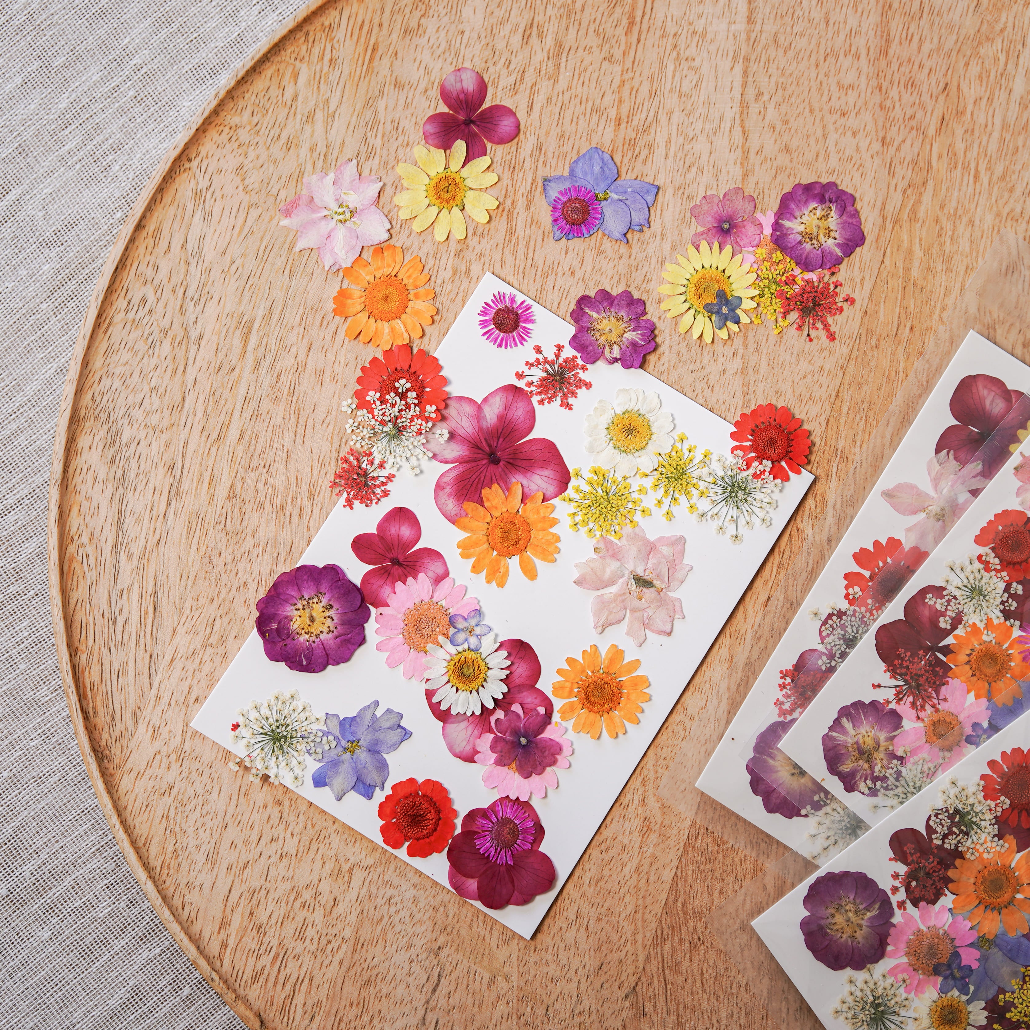 Flowrette Loisirs créatifs pochette fleurs pressées multicolores kit