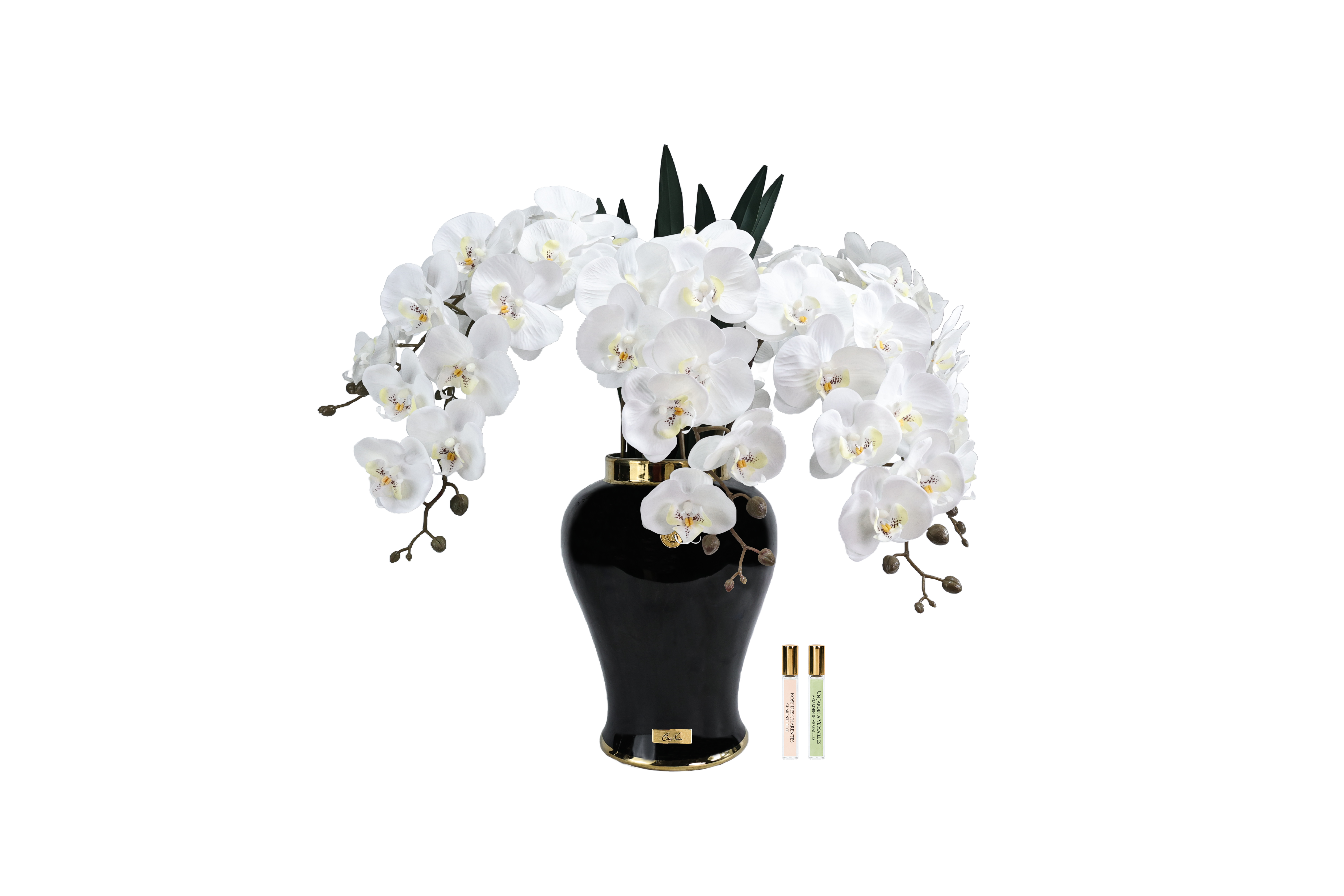 Côte Noire Imperial IMPBO01 orchidée blanche
