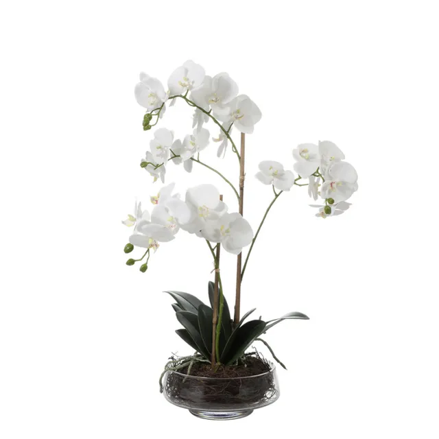 Sia Home Compositions Lena orchidée artificielle 56cm blanc