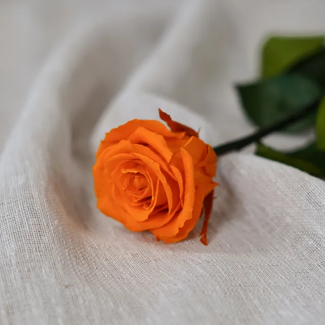 Flowrette Rose éternelle stabilisée orange x1