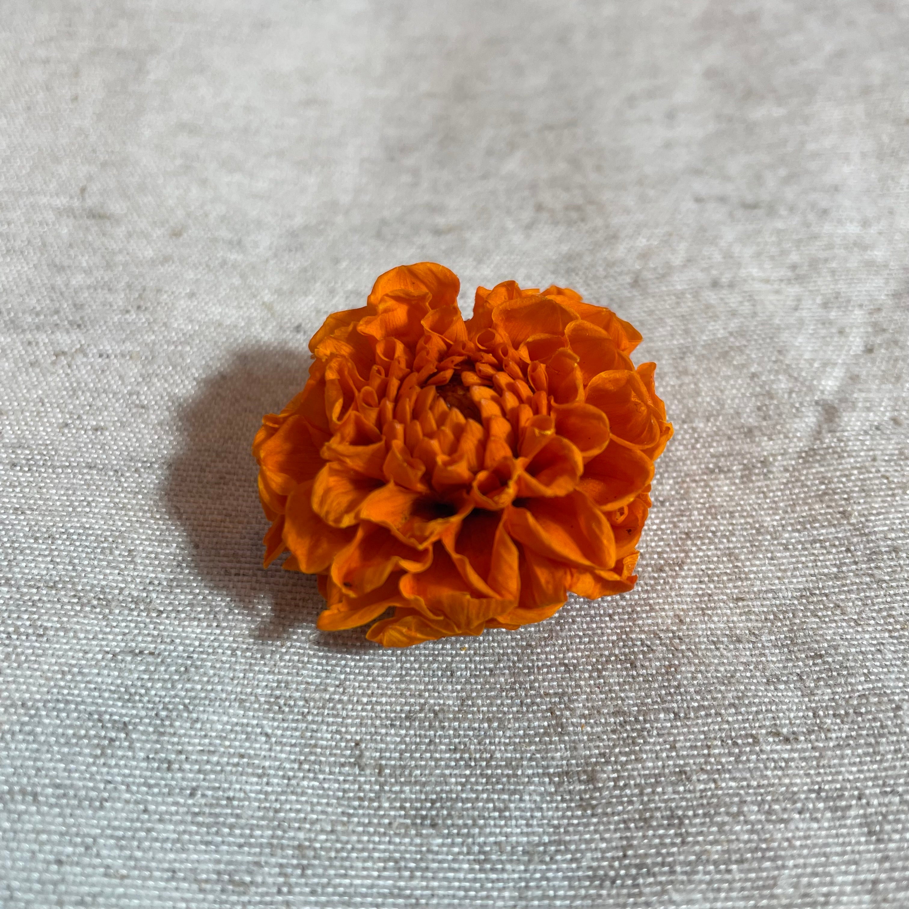 Ateliers Ouchamp Place de Breteuil boucles d’oreilles ivoire dahlia 5 cm