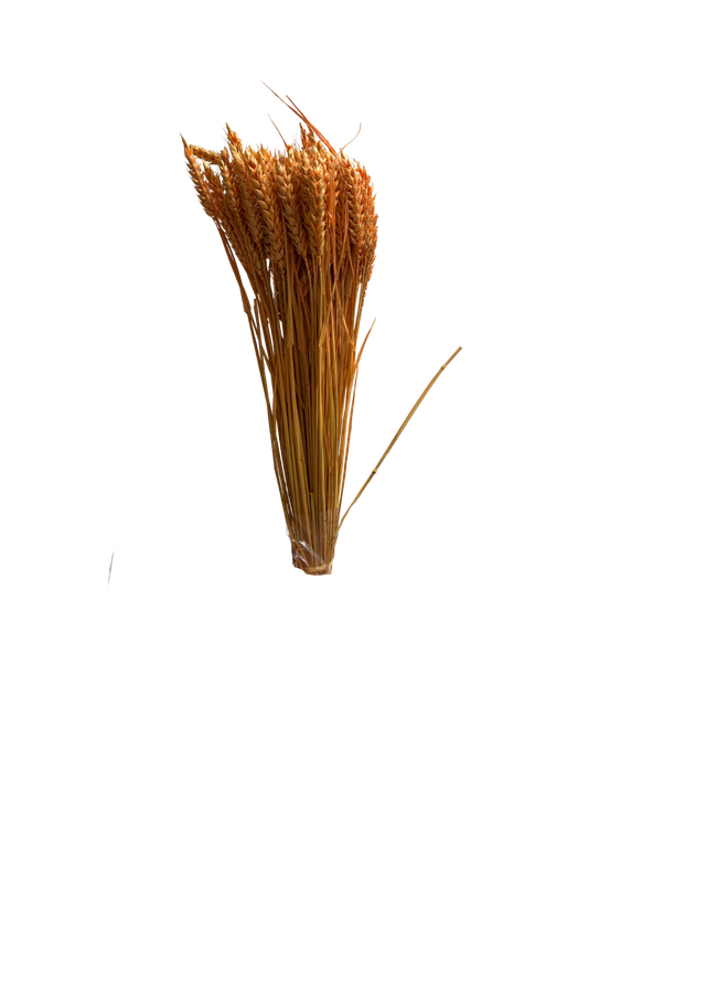 Feuillazur Rungis Séchés et Stabilisés Blé fleur séchée naturel 60cm