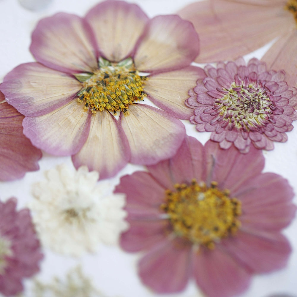 Flowrette Valse des Fleurs herbier A3 fleurs pressées