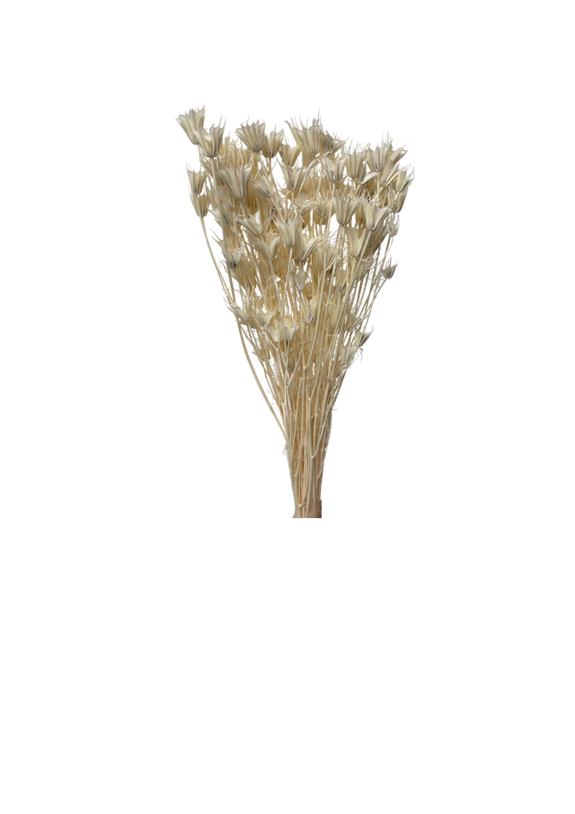 Feuillazur Nigella Orientalis fleur séchée vert 60 cm