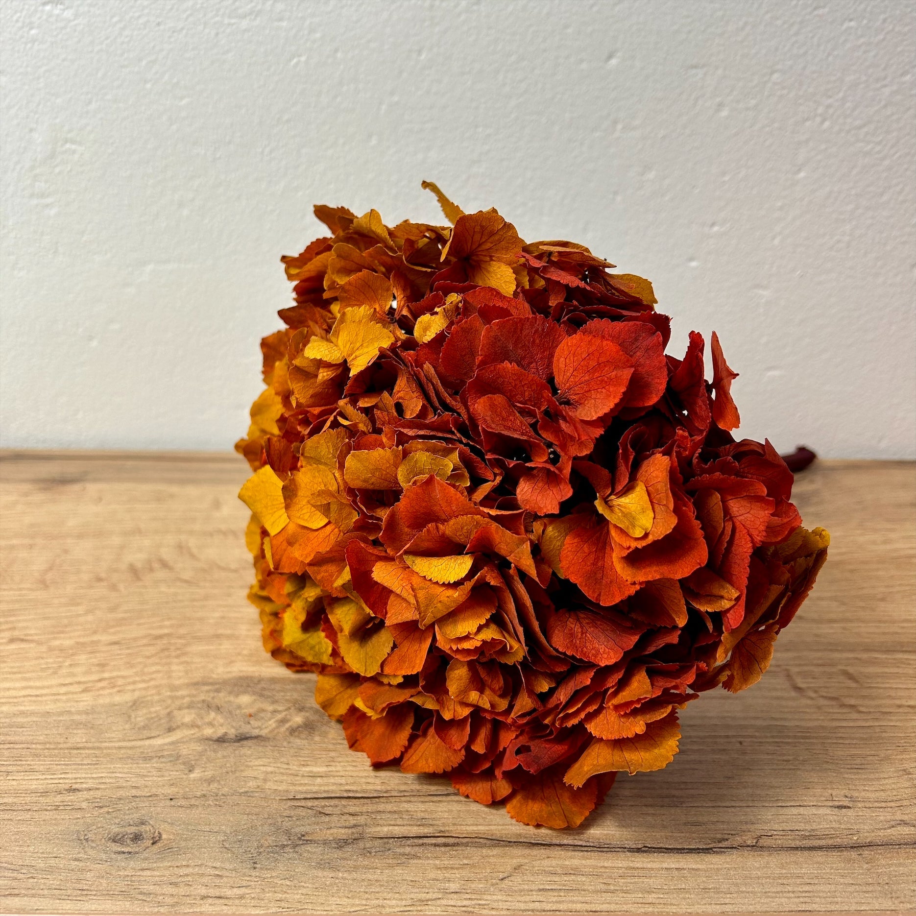 Ateliers Ouchamp Tête Hortensia bicolore blanc rose