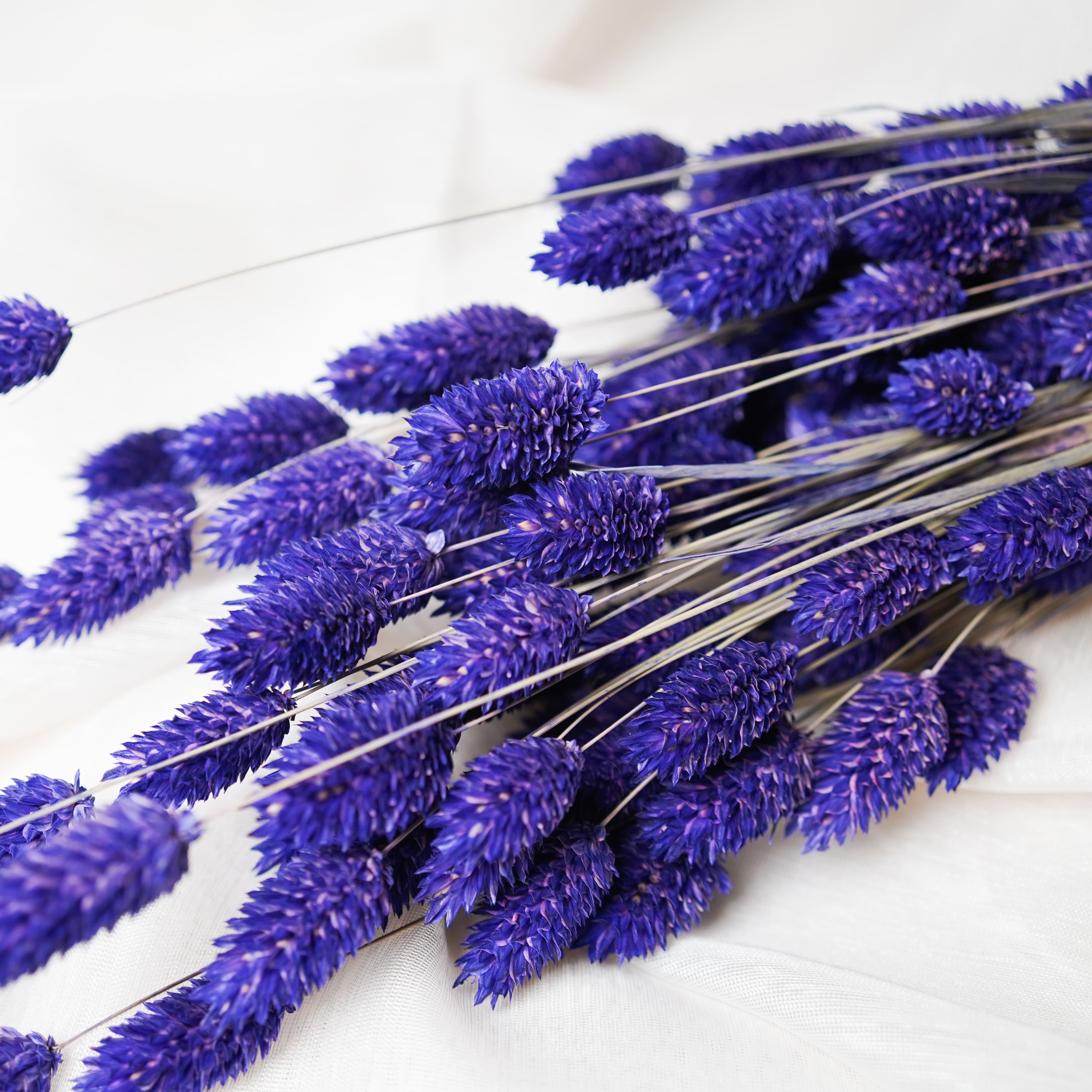 Flowrette Phalaris botte fleurs séchées violet x1 champêtre