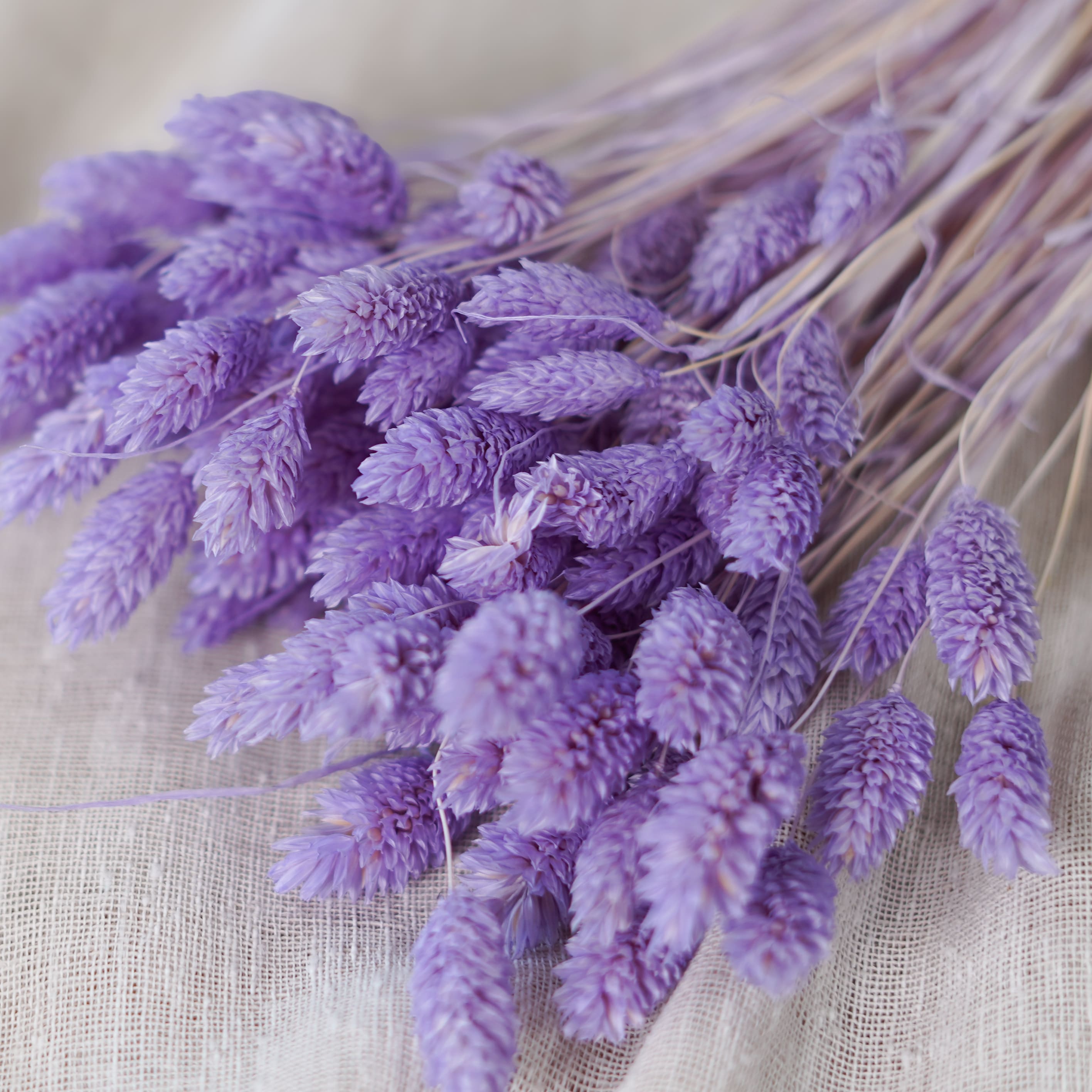 Flowrette Fleurs séchées Phalaris lilas botte x1