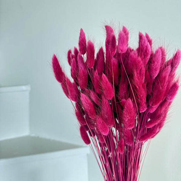 Flowrette Lagurus Bordeaux botte séchée bordeaux