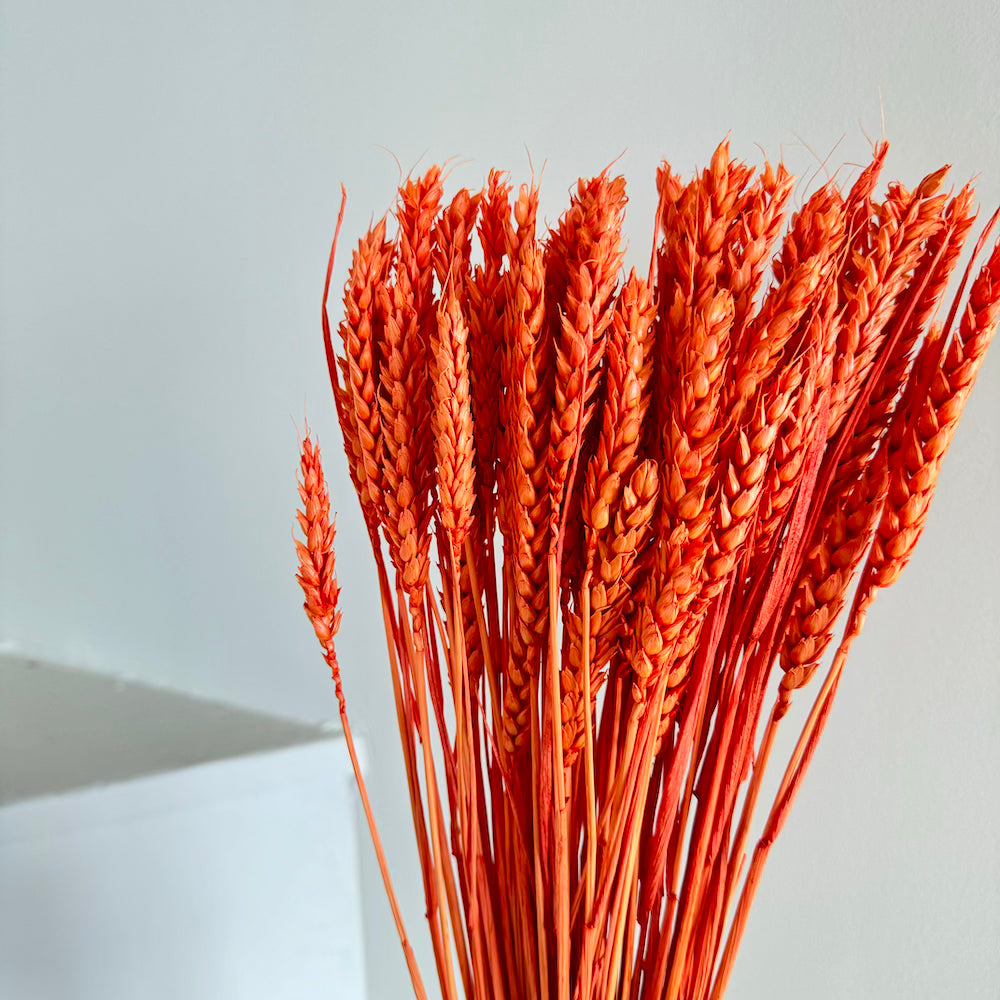 Flowrette Blé fleurs séchées orange foncé x1