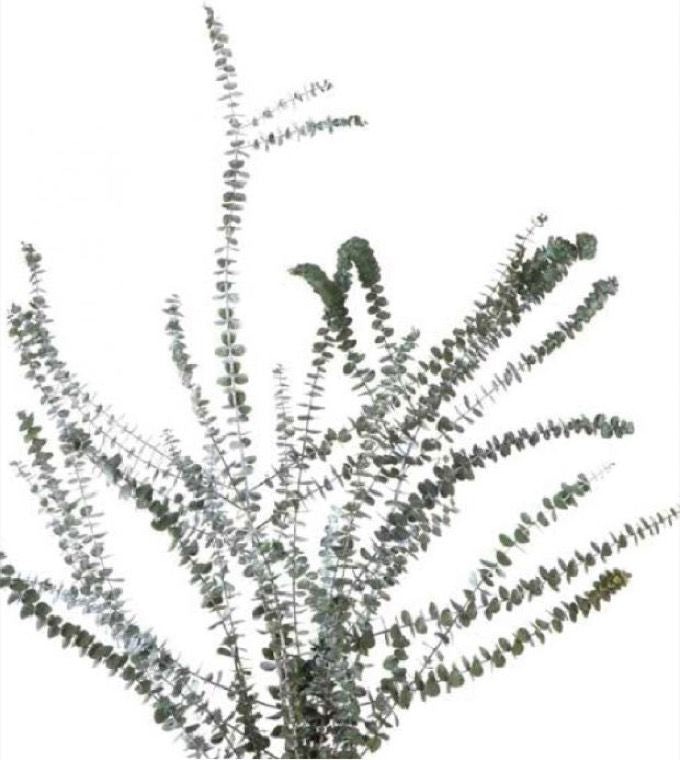 Feuillazur Rungis Eucalyptus feuillage stabilisé vert 80 cm