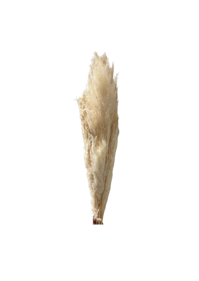 Feuillazur Rungis Séchés et Stabilisés Pampas Iran Large pampa blanc 110 cm
