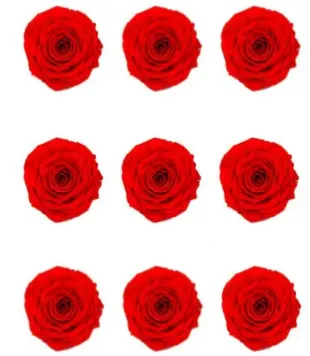 Feuillazur Rungis Rose stabilisée x9 rouge 4cm sans entretien
