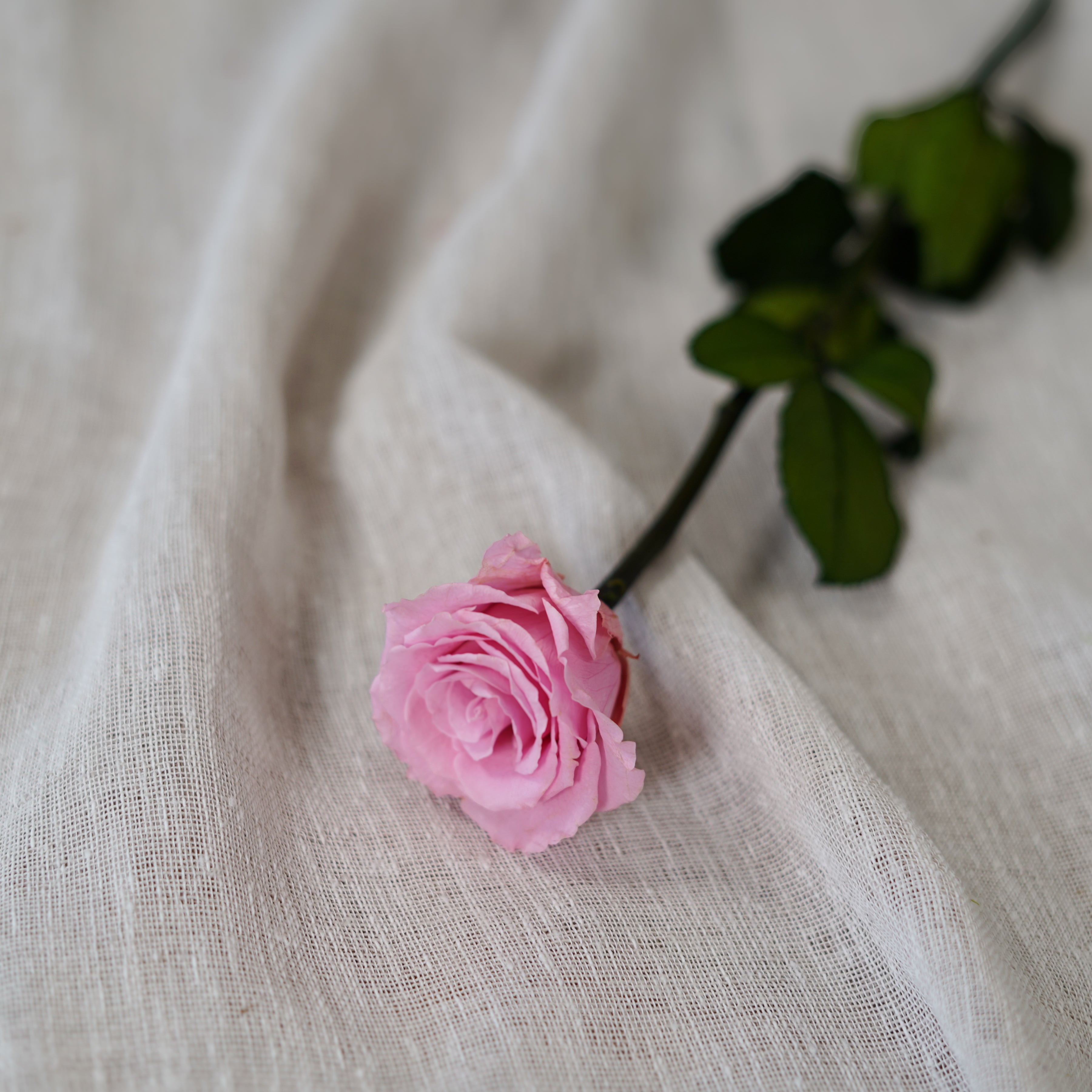 Flowrette Rose éternelle rose pâle fleur stabilisée unité