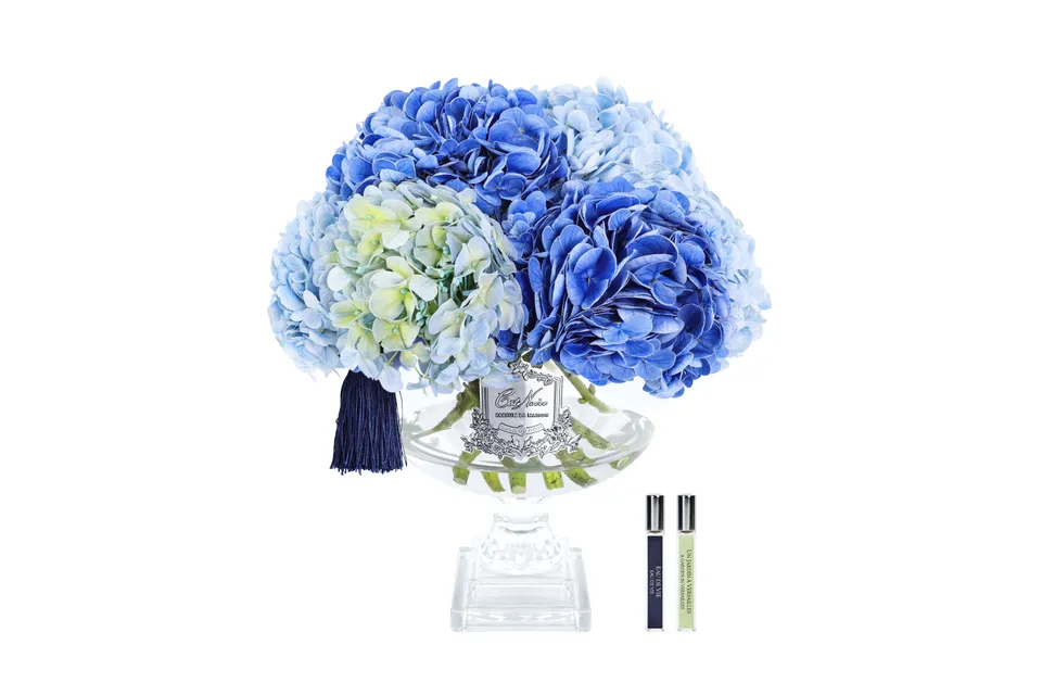 Côte Noire Hydrangeas PHB03L hortensia bleu mixte grand
