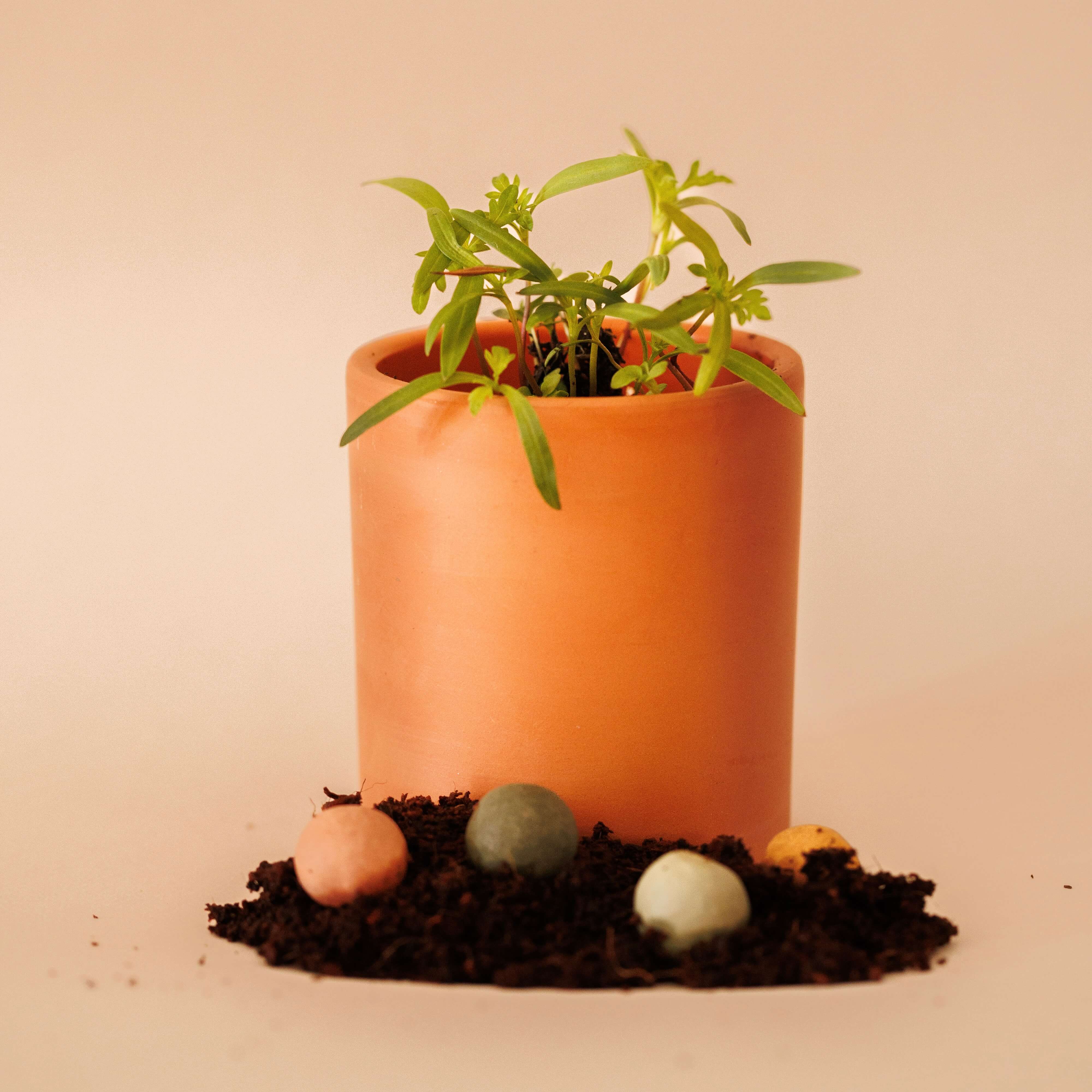 Flowrette Kit à planter pot céramique graines bio