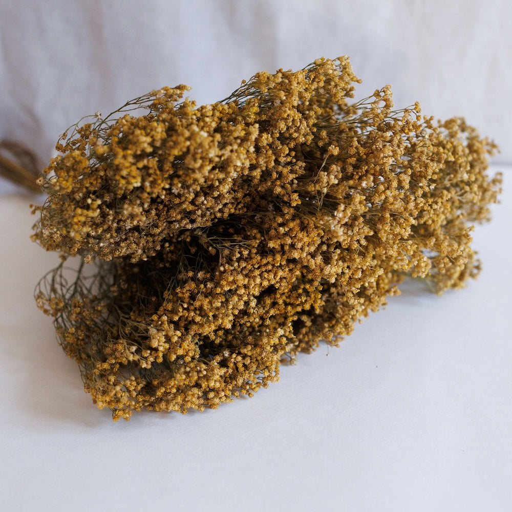 Flowrette Broom Bloom botte fleurs séchées naturel x1
