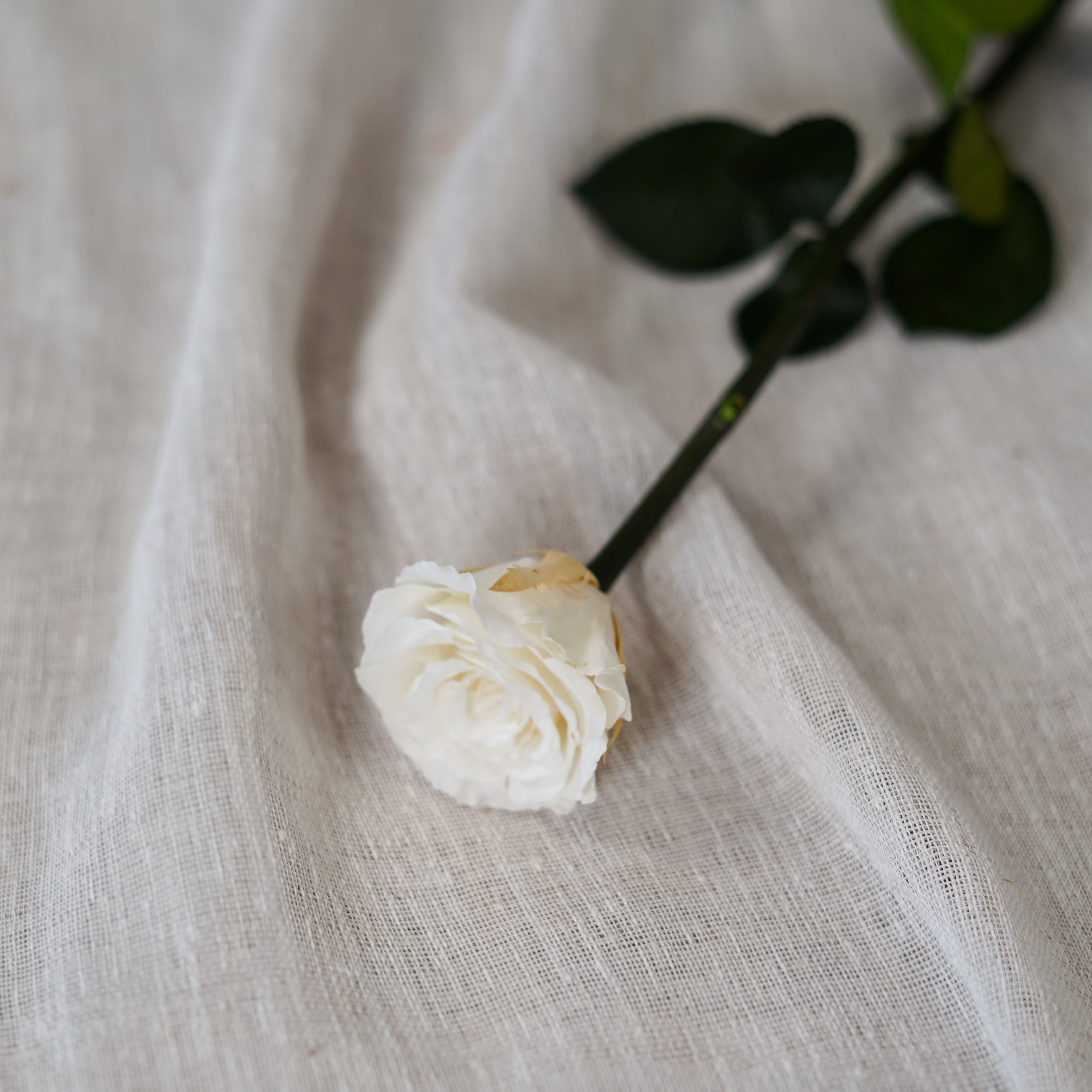 Flowrette Rose éternelle fleur stabilisée ivoire x1