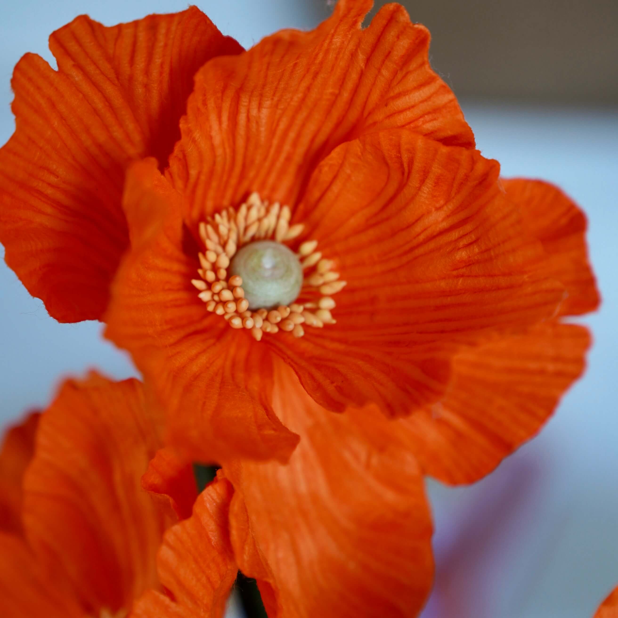 Flowrette Pavot papier orange fleur en papier x1