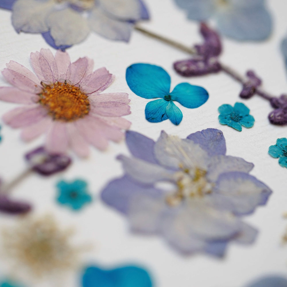 Flowrette Éclats de Lavande herbier fleurs séchées A4